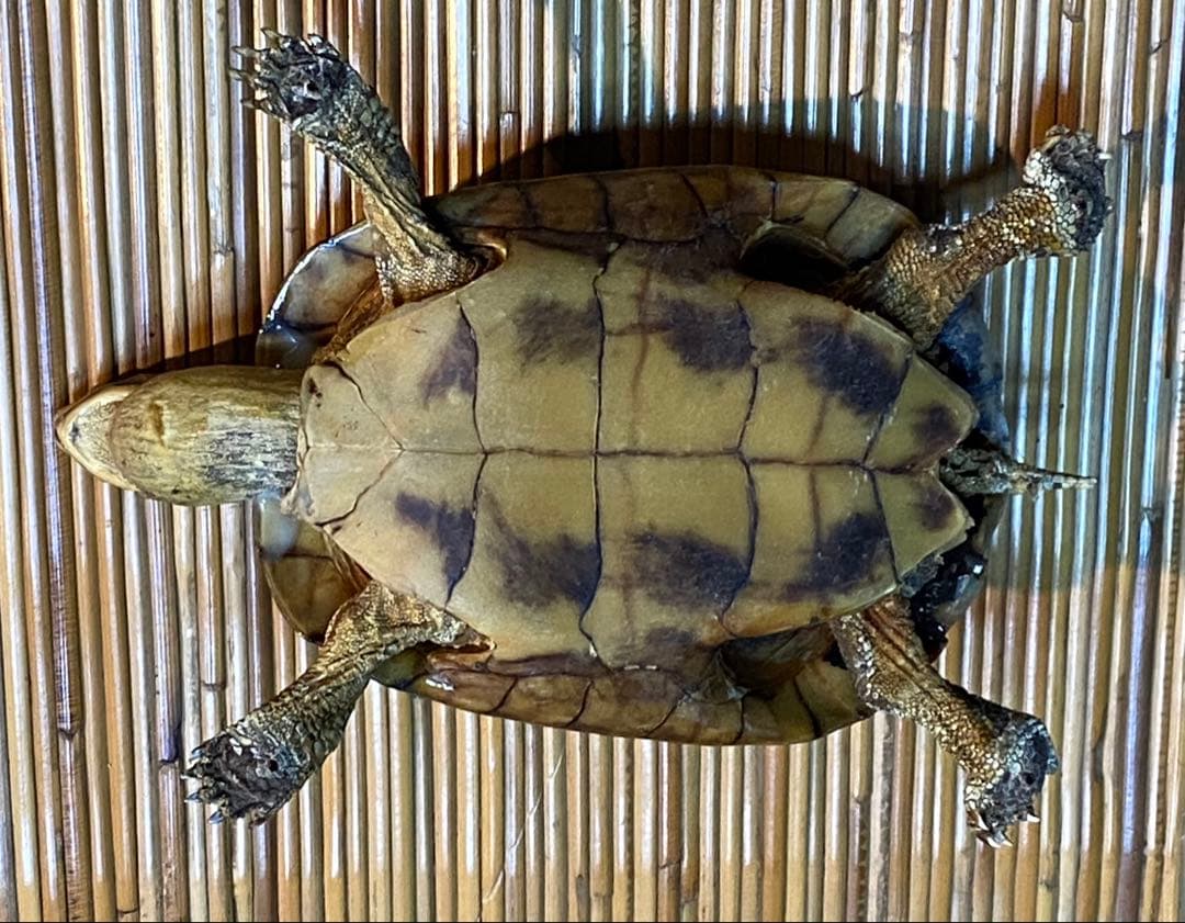 ニホンイシガメ剥製　全長18cm 飾りもの　ビンテージ品