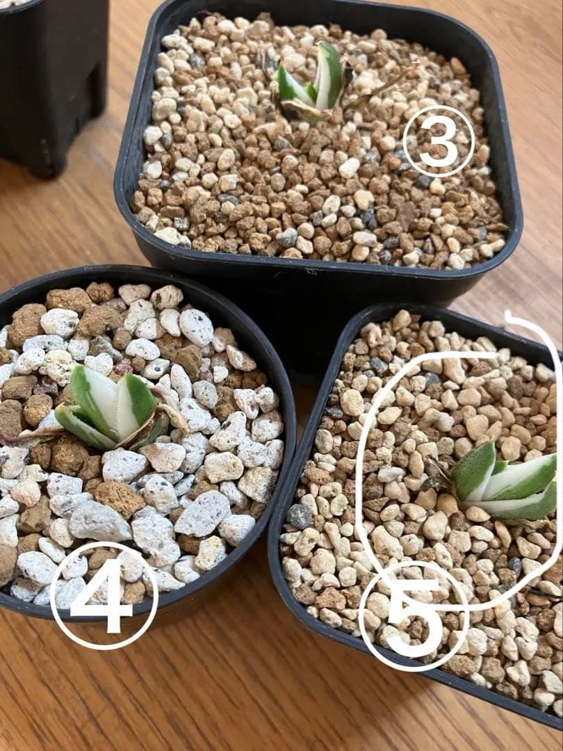 専用出品【鉢ごと発送】3株　豆豆龍錦　TC 発根管理中【匿名配送】