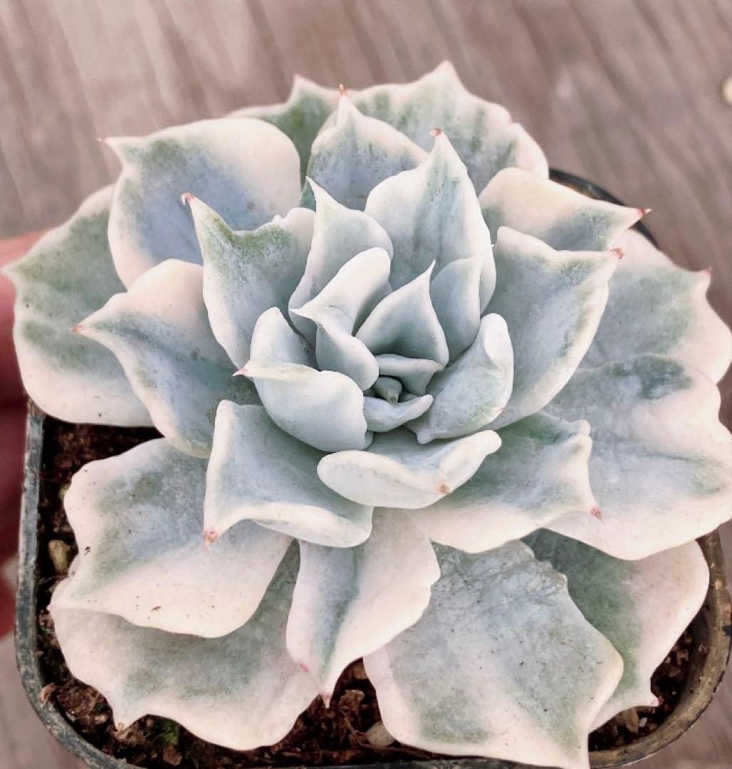 専用　多肉植物　デビー錦&リラシナ錦&ヘラ色錦&ロンギシマ覆輪錦