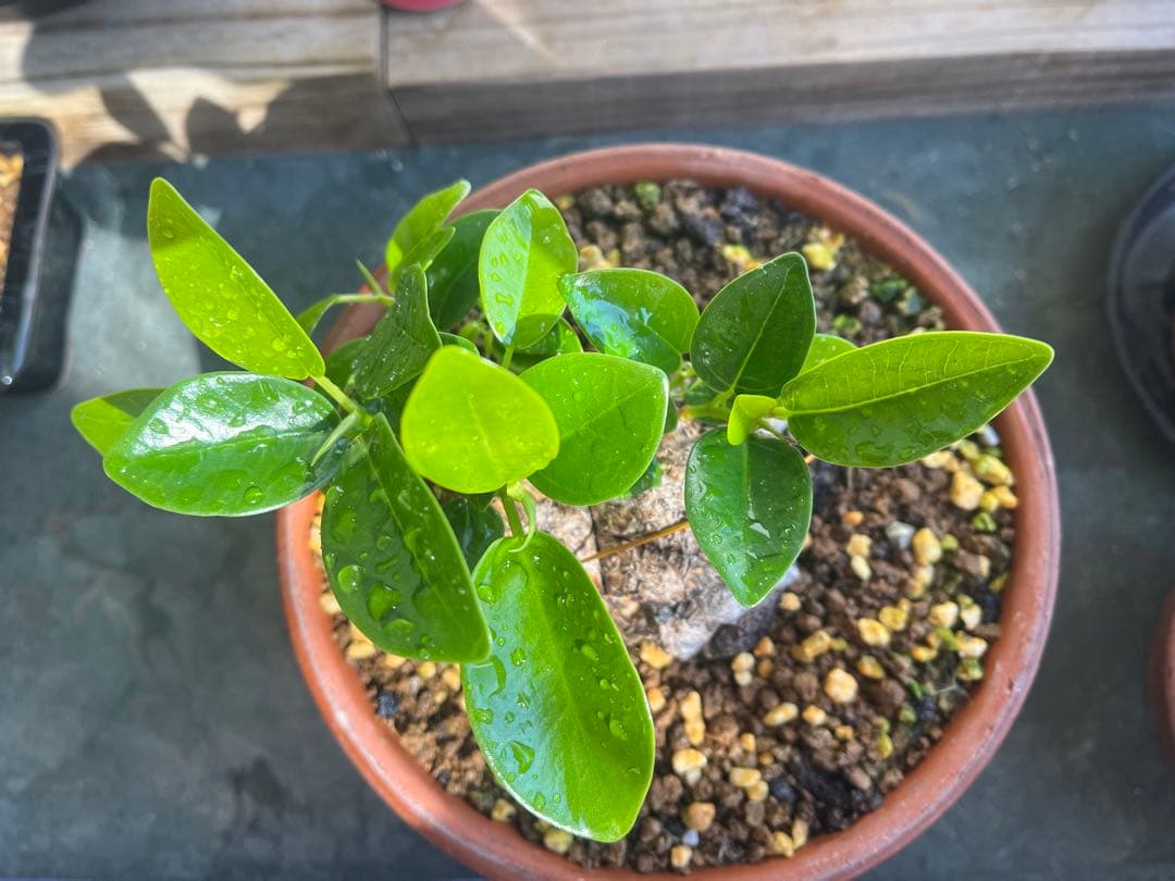 ✨✨✨superガジュマル【ジブリの世界】検/ガジュマル♪良品セール♪