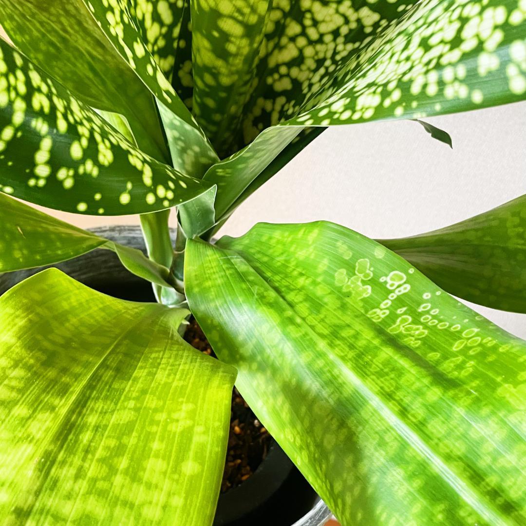 【希少！ほぼ流通なし 星屑のような斑点★】ドラセナ ドラセナ JTスターダスト