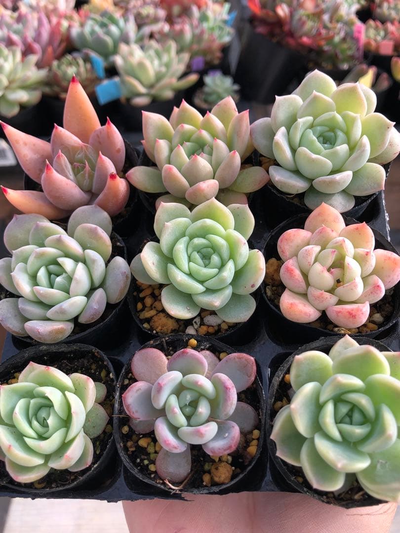 多肉植物 多肉永遠苗♡小苗セット