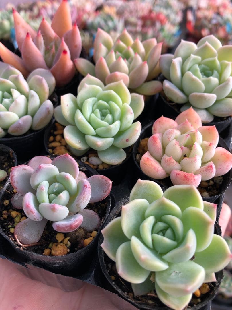 多肉植物 多肉永遠苗♡小苗セット