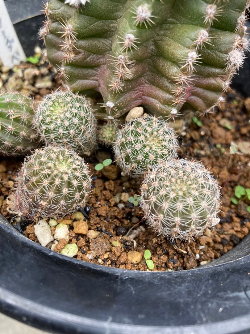専用ページです！花サボテン カキコ2個♬