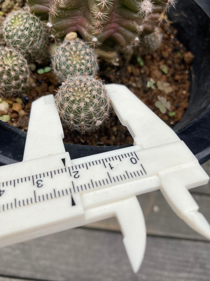 専用ページです！花サボテン カキコ2個♬