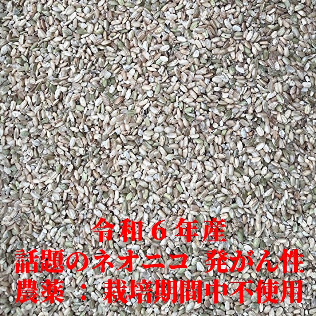 自然栽培／完全無農薬】鳥のエサ・増量　大人に　なれなかった米　くず米　２０ｋｇ