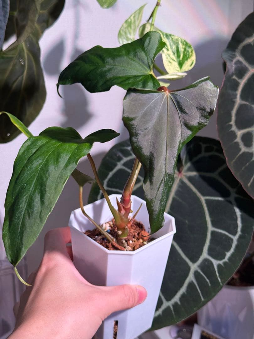 Anthurium Papi. FS（indo）/ Portillae X RL