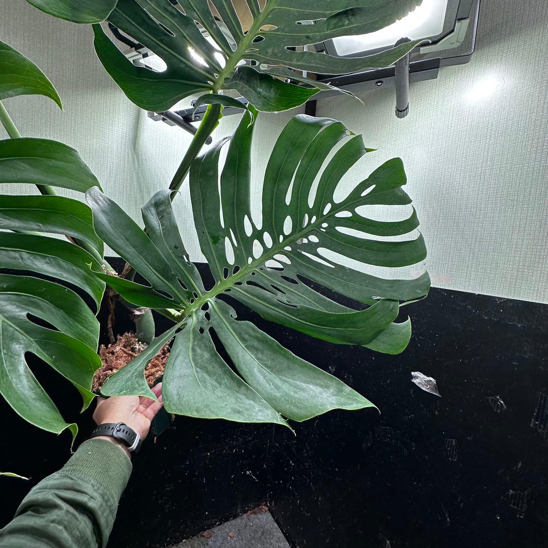 R*u様 モンステラデリシオーサマクロコズム超希少系統鉢植え108㎝レア