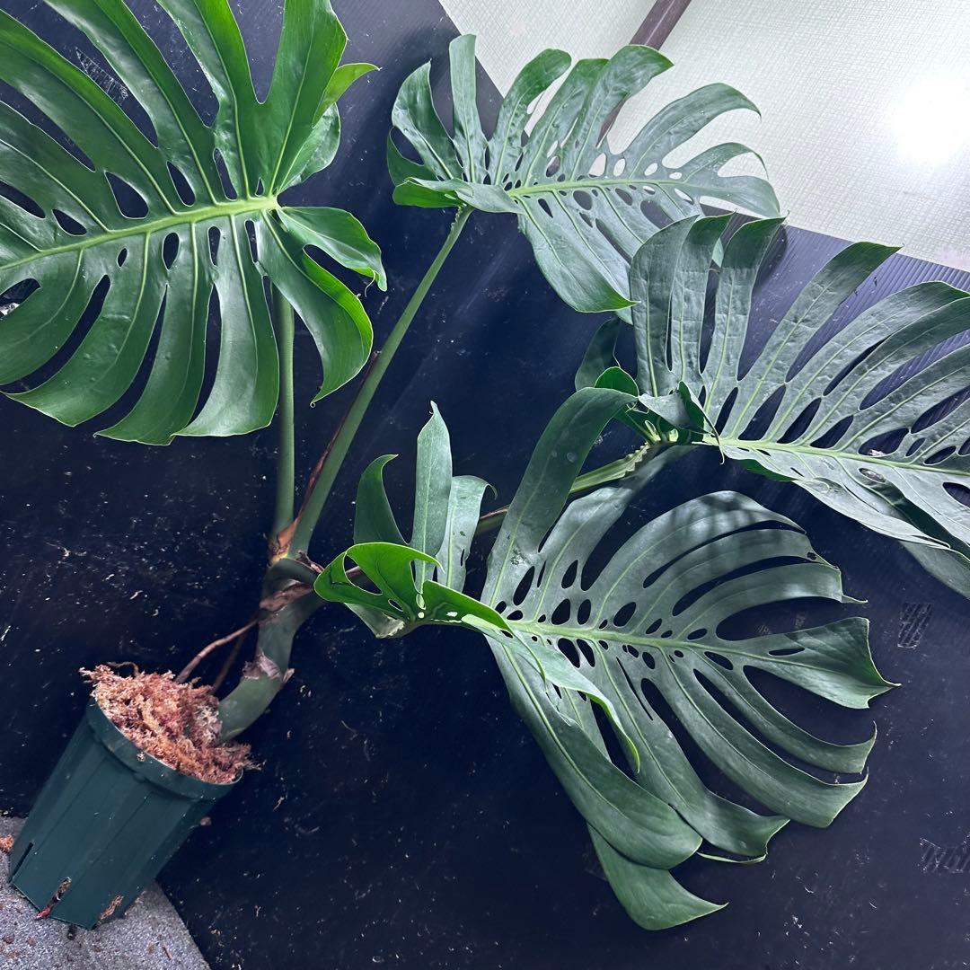 R*u様 モンステラデリシオーサマクロコズム超希少系統鉢植え108㎝レア