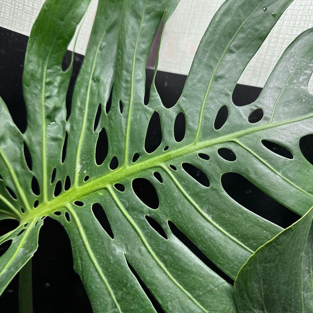 R*u様 モンステラデリシオーサマクロコズム超希少系統鉢植え108㎝レア