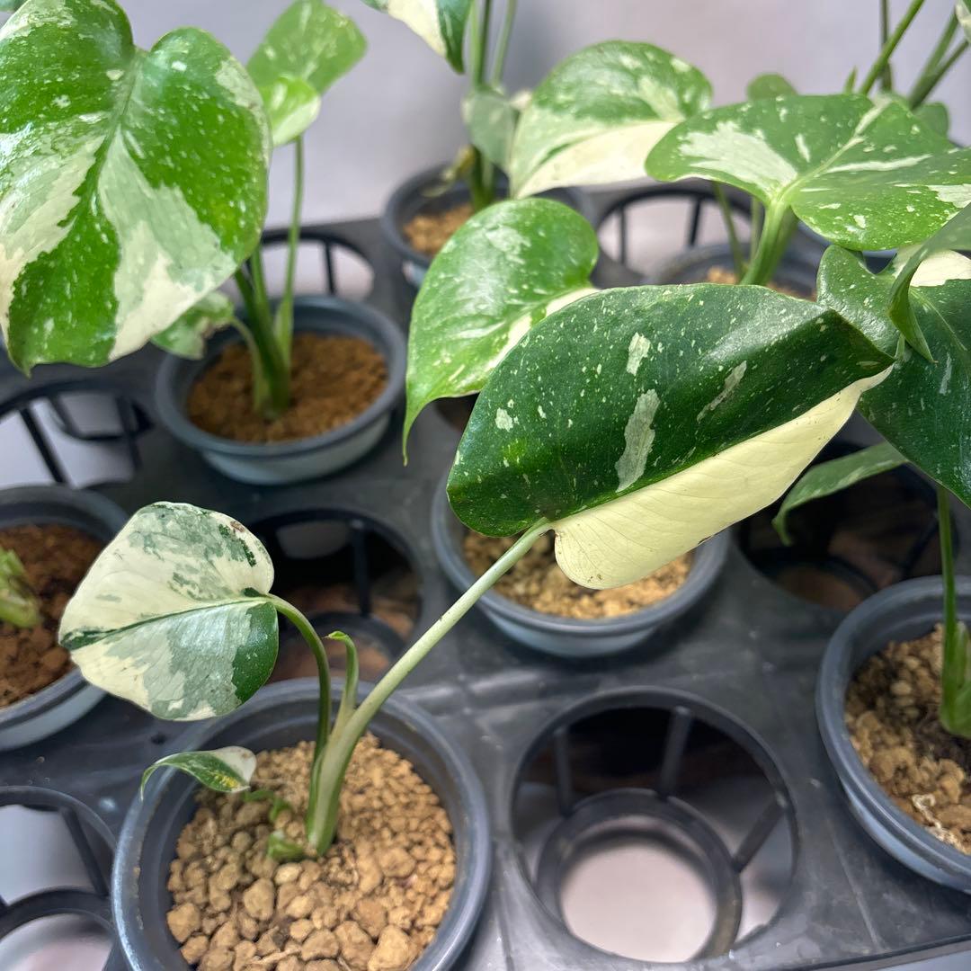 ミ*テ様 10株セットms50【特別選抜】モンステラ・タイコンステレーション 斑