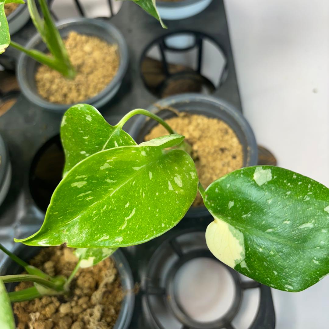 ミ*テ様 10株セットms50【特別選抜】モンステラ・タイコンステレーション 斑