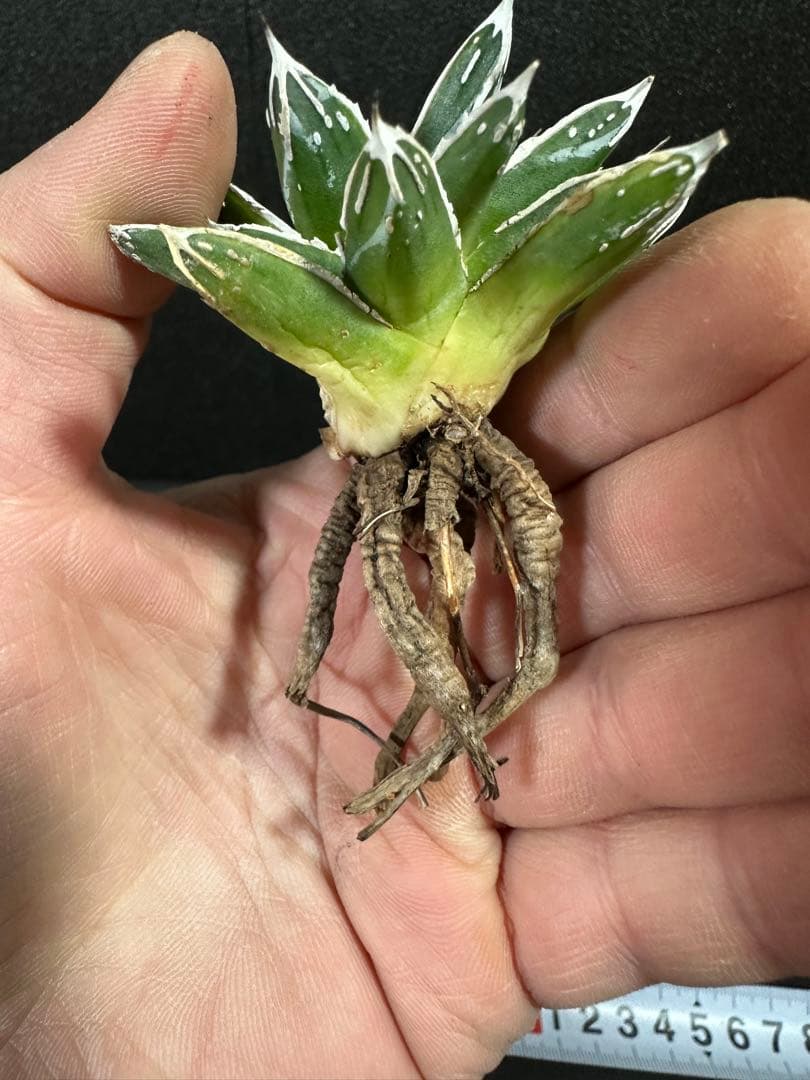 【姫笹の雪　ライムグリーン覆輪　中苗】子株付き