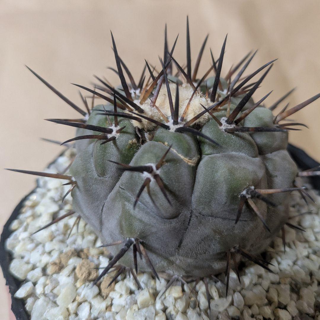 黒王丸 コピアポア シネレア 台付