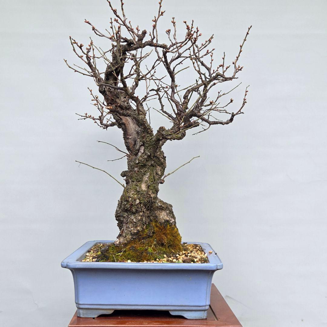 野梅(白一重)　梅[斜幹双幹木]　大品盆栽 タケシになります