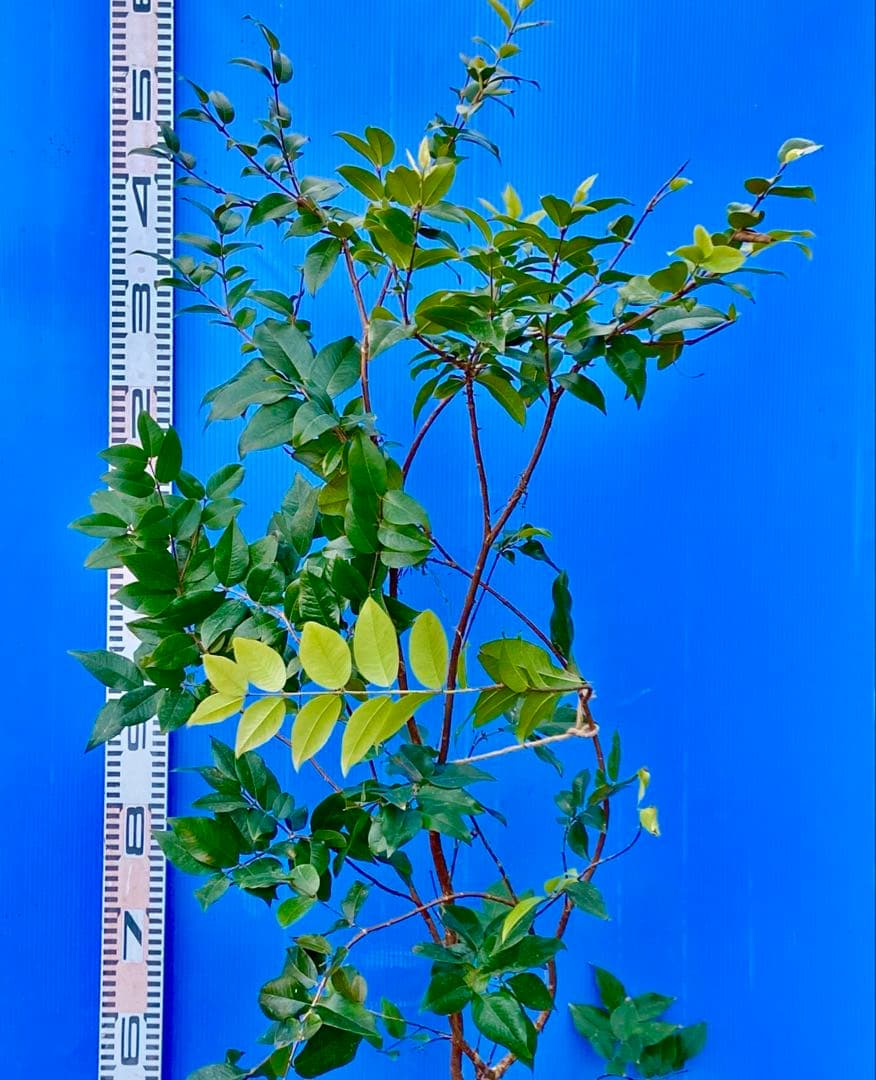 正月特価⑥ジャボチカバ　花芽付　耐寒性フルーツ　大葉四季なり　珍品