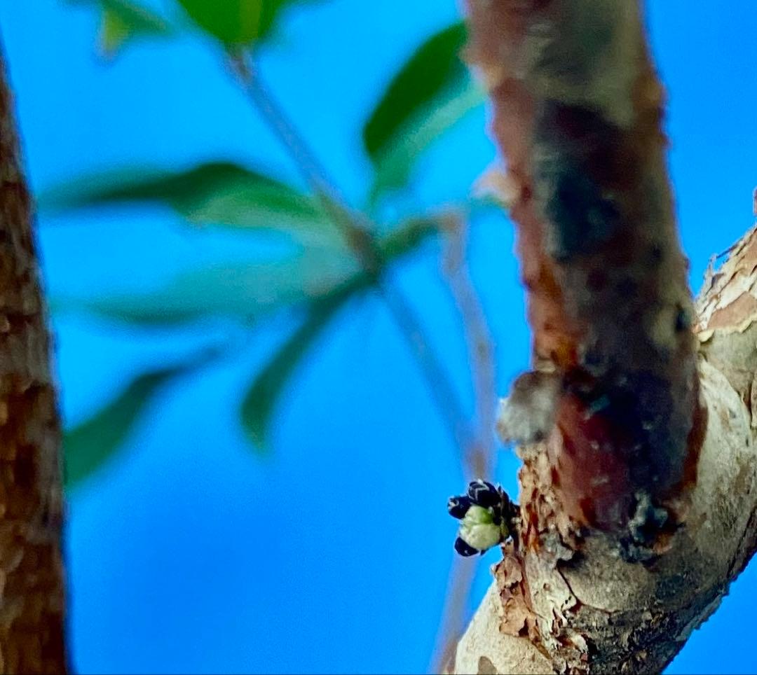 正月特価⑥ジャボチカバ　花芽付　耐寒性フルーツ　大葉四季なり　珍品
