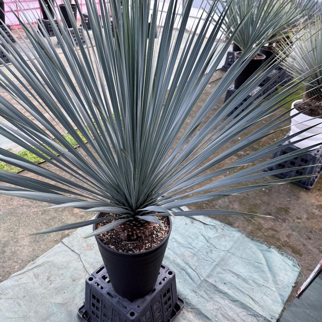 ザ*フ様 【AL1150】ユッカ　ロストラータ　ランチョブルー　数量限定