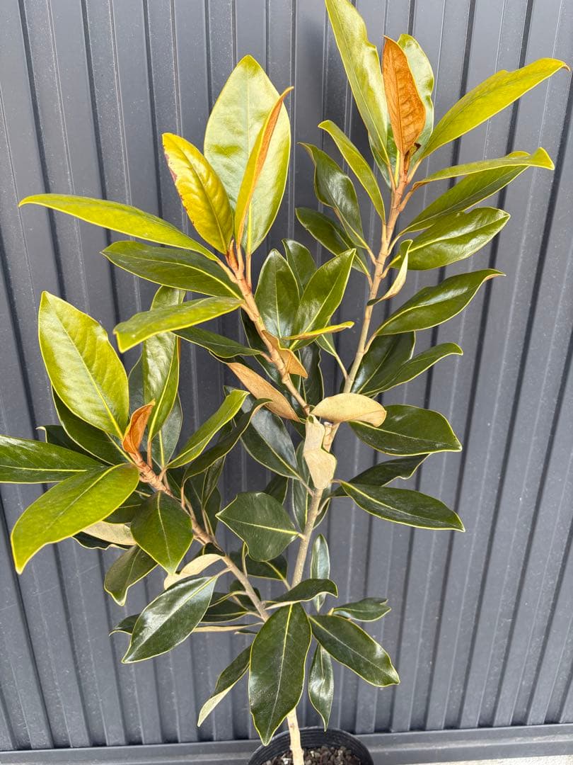 ◆タイサンボク　リトルジェム◆接木◆樹形が綺麗◆◆