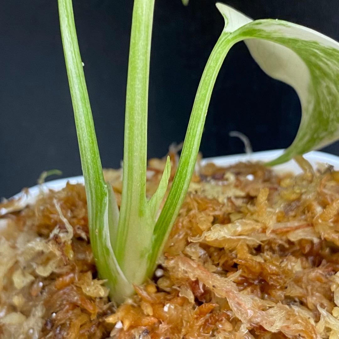 ク*ア様 モンステラ　グリーンスノー　バールマルクスフレーム　2株セット