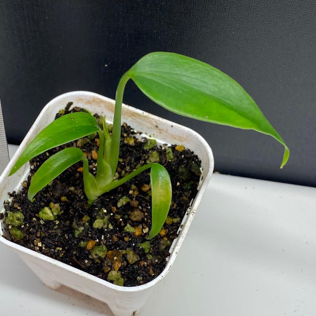 ク*ア様 モンステラ　グリーンスノー　バールマルクスフレーム　2株セット