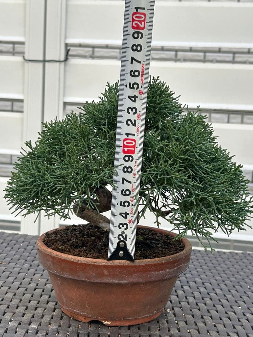 【お値下げ】　真柏　素晴らしい幹模様