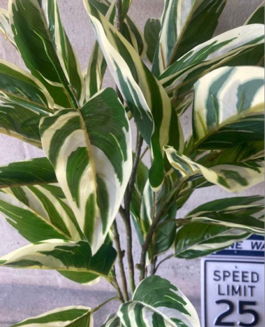 光触媒　人工観葉植物　ウォールグリーン　フェイクグリーン　クテナンテ陶器