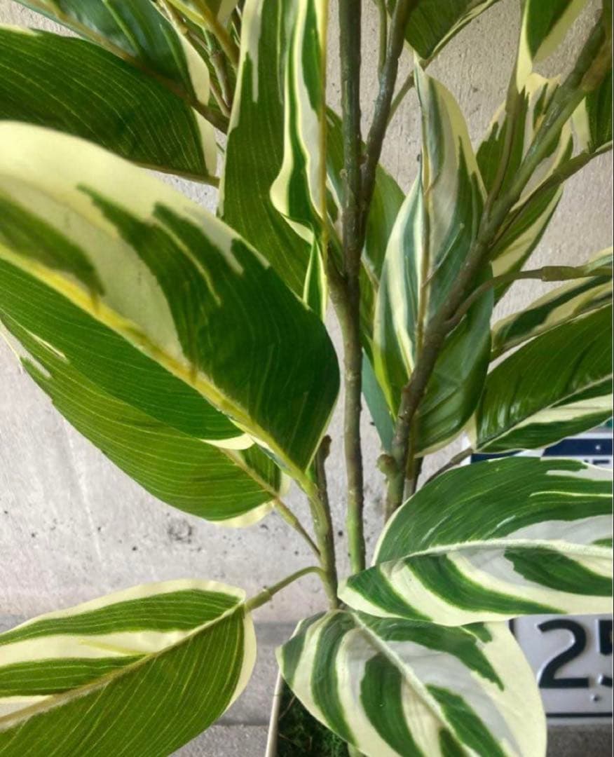 光触媒　人工観葉植物　ウォールグリーン　フェイクグリーン　クテナンテ陶器