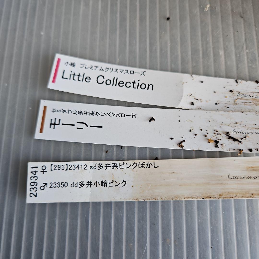 マカロンロン*様ご購入苗㉖-355クリスマスローズ