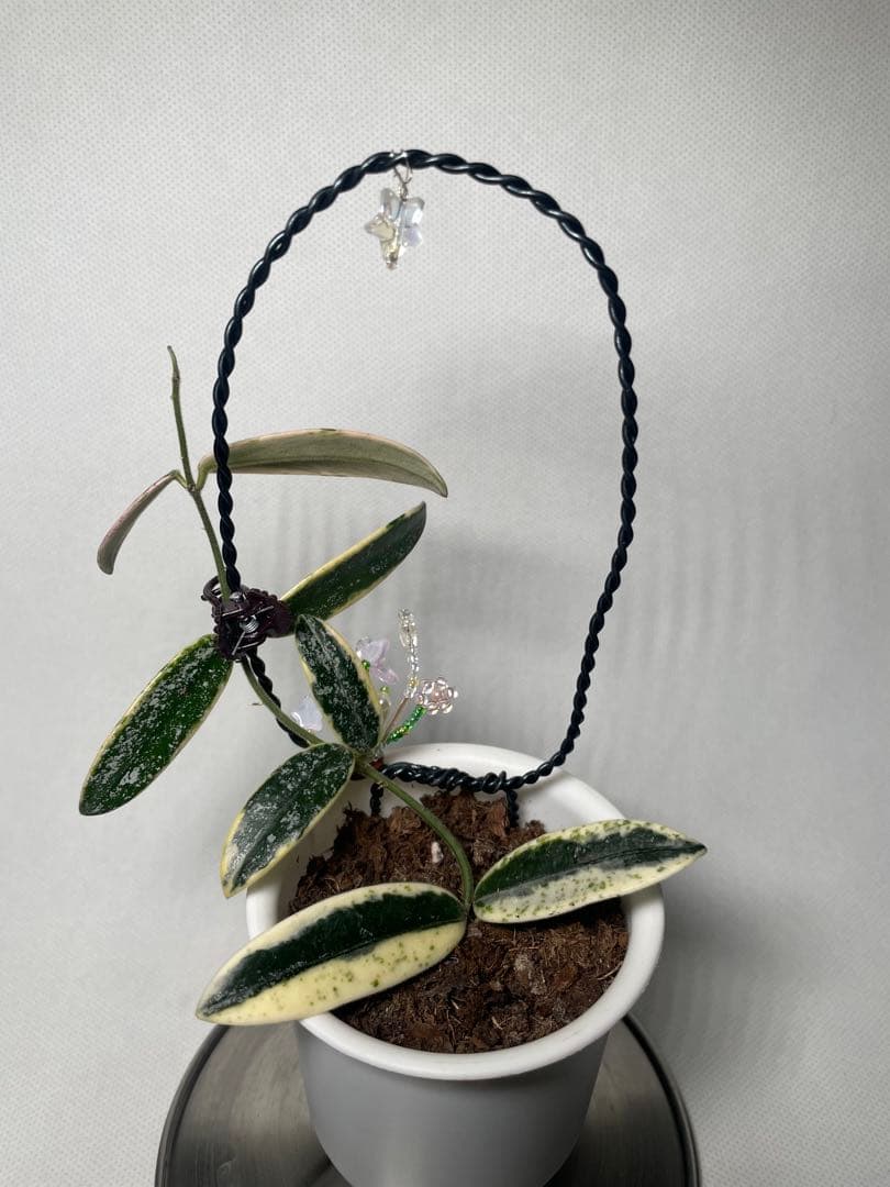 レア　ホヤ　Hoya Lyi Prism ライプリズム　サクララン　中苗