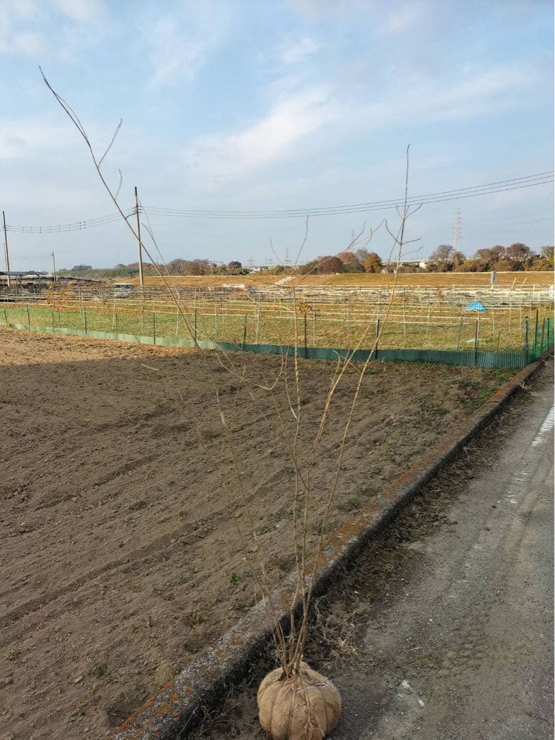 山採り アオダモ 自然樹形 株立ち 5本立ち