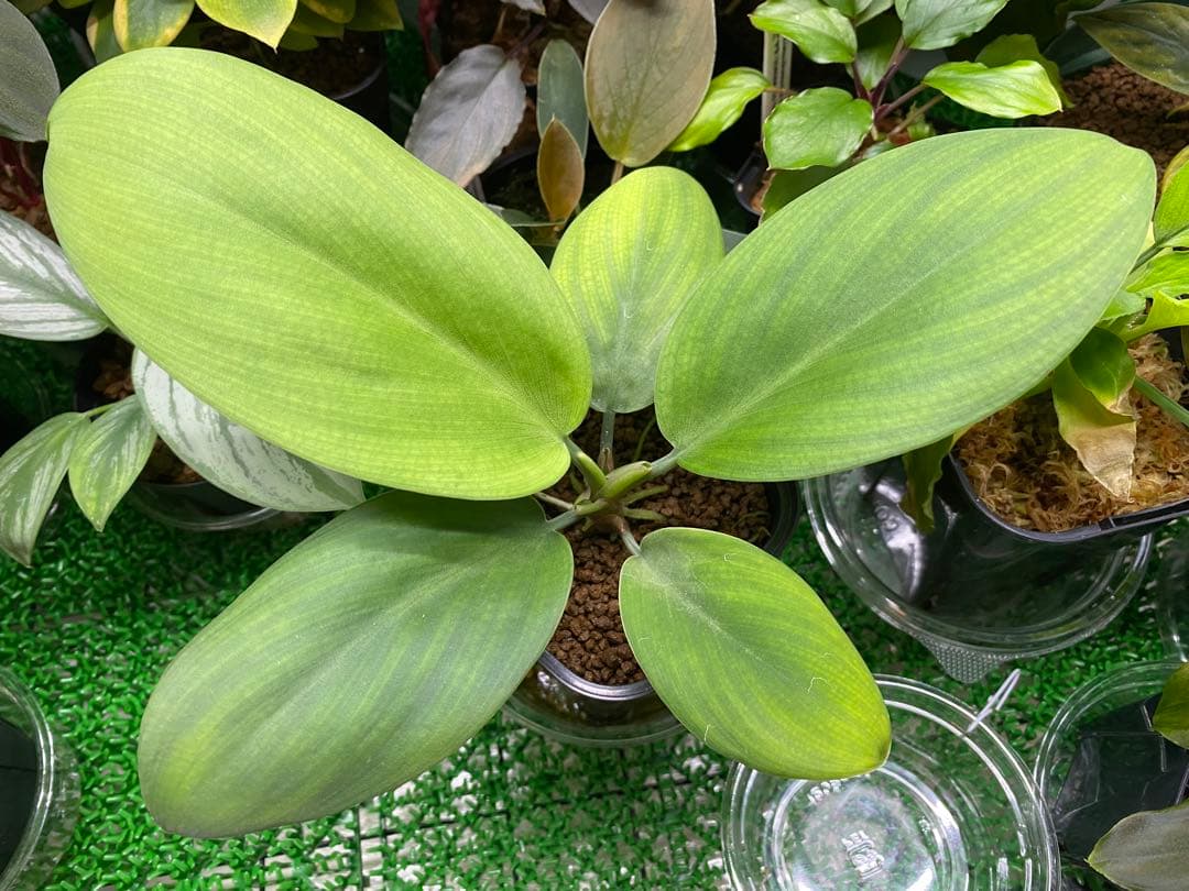 ホマロメナ / Homalomena sp.\"青芒果\" PP便