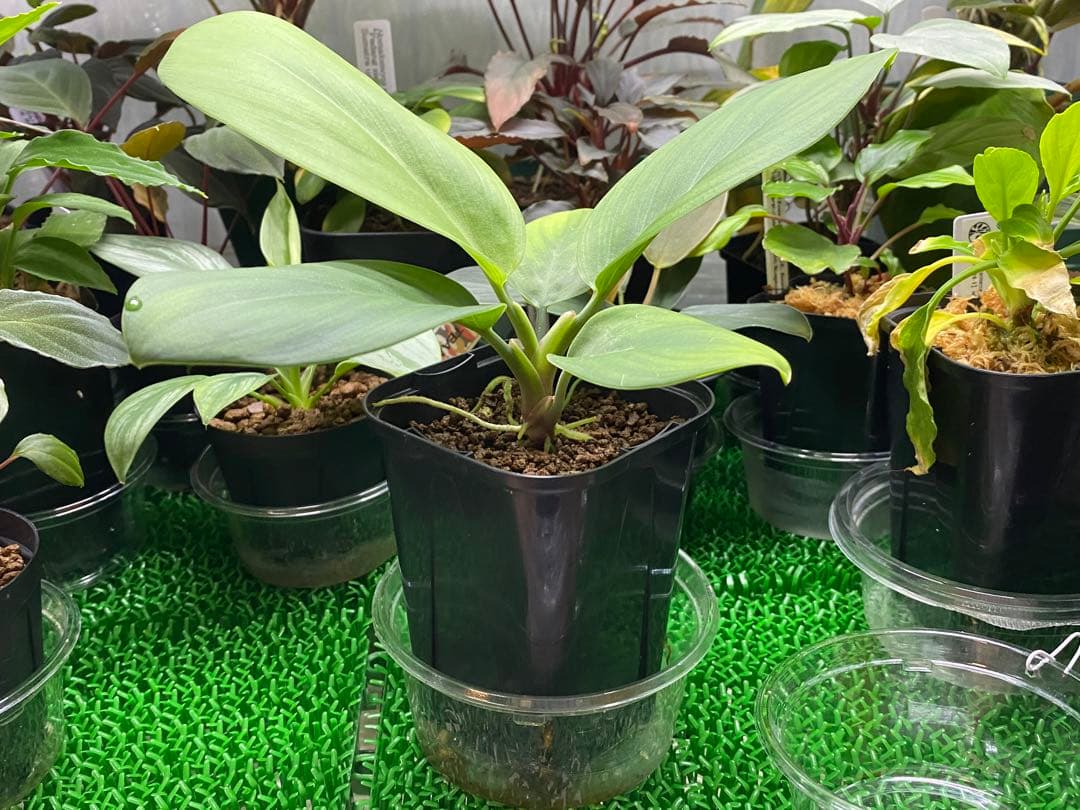 ホマロメナ / Homalomena sp.\"青芒果\" PP便