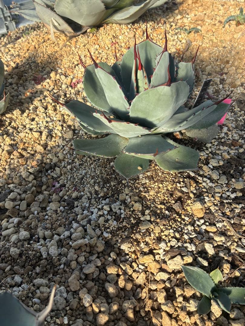 n*7様 祝　新年1発目　優秀株　パリー　パリートランカータ