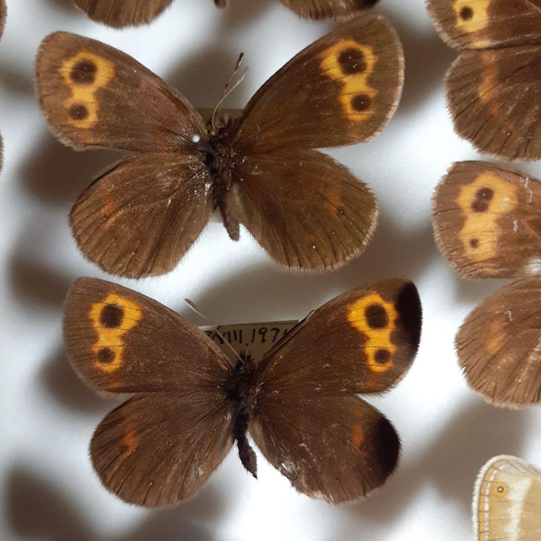 蝶標本ベニヒカゲ、クモマベニヒカゲ、シロオビヒメヒカゲ中型ドイツ標本箱入り