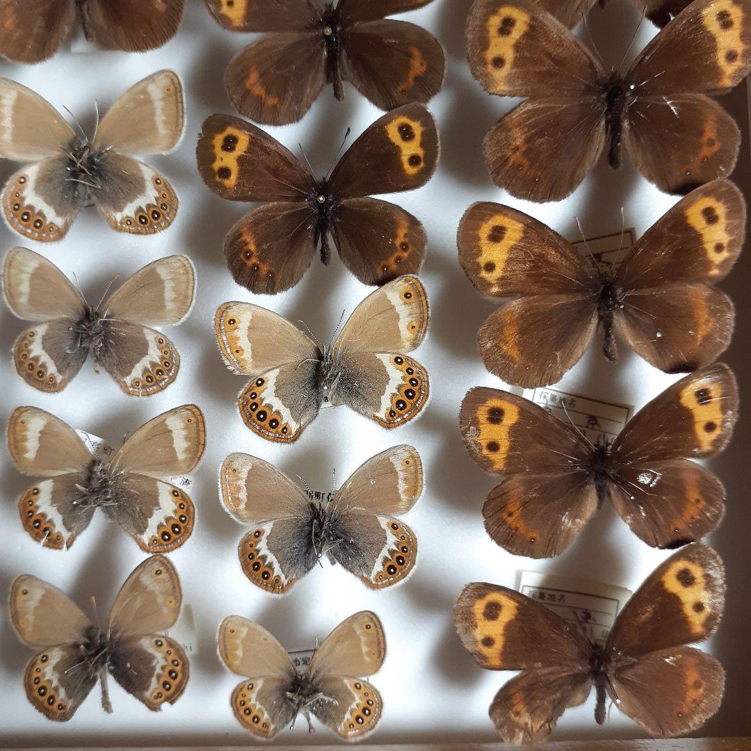 蝶標本ベニヒカゲ、クモマベニヒカゲ、シロオビヒメヒカゲ中型ドイツ標本箱入り