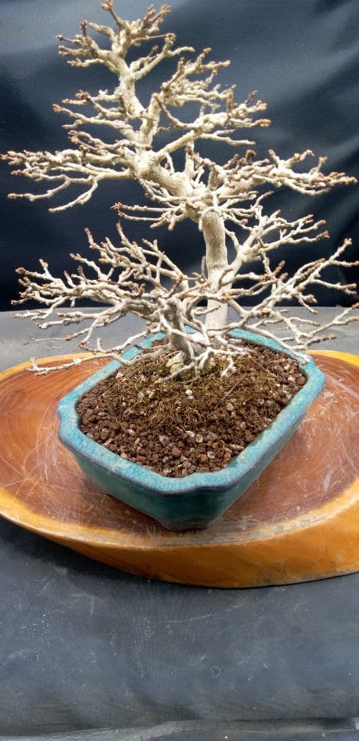 小品盆栽匂い楓