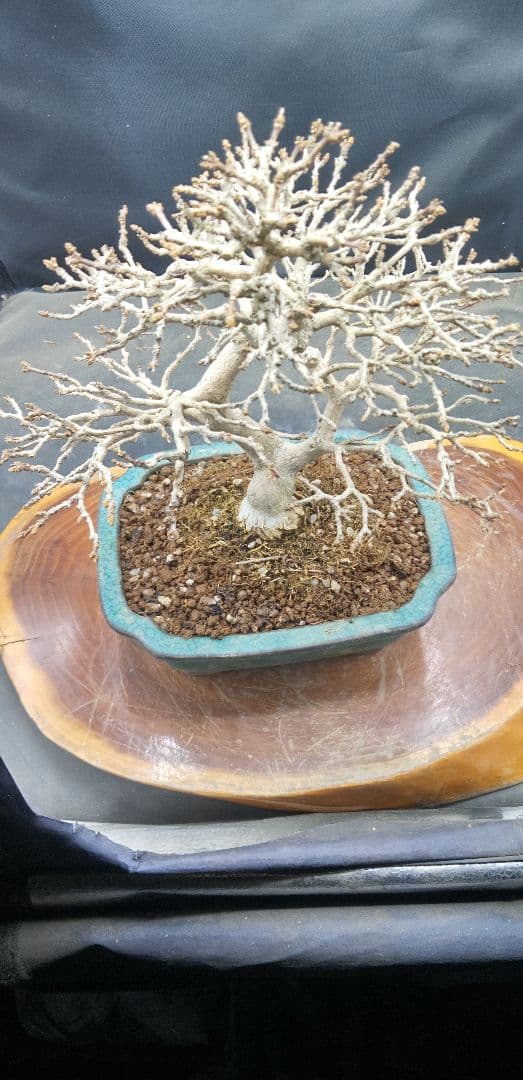 小品盆栽匂い楓