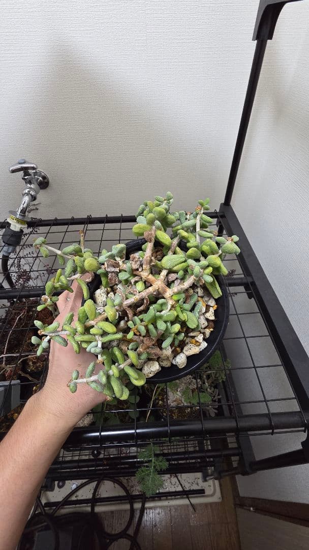 ケラリアピグマエア　実生5年　親株　雌株