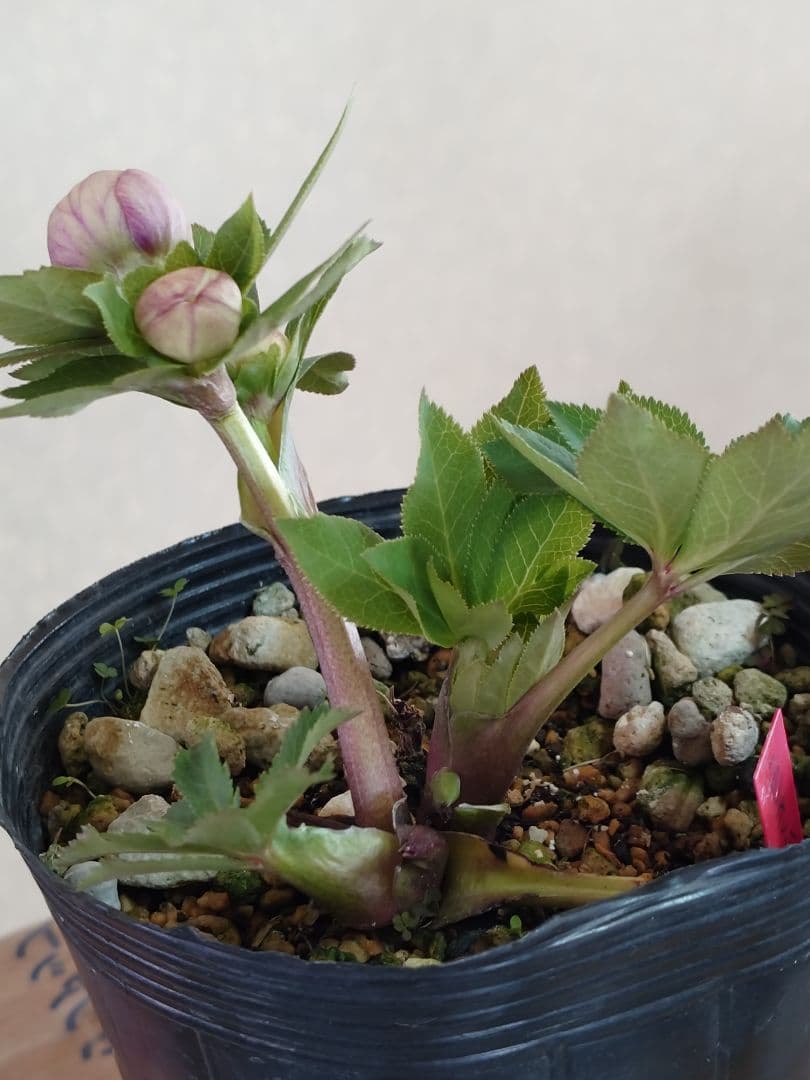 n*3様 クリスマスローズ