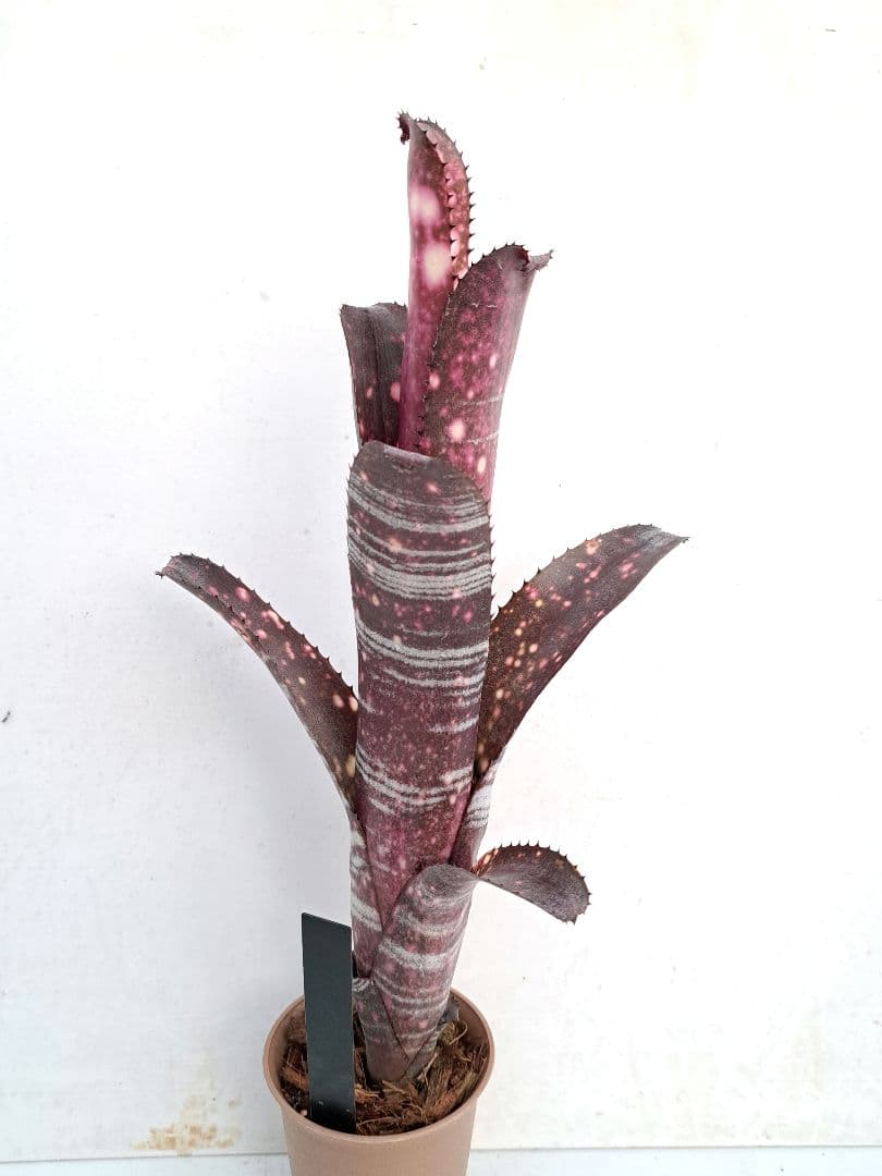 ビルベルギア スターダスト 抜き苗 速達便 タンクブロメリア