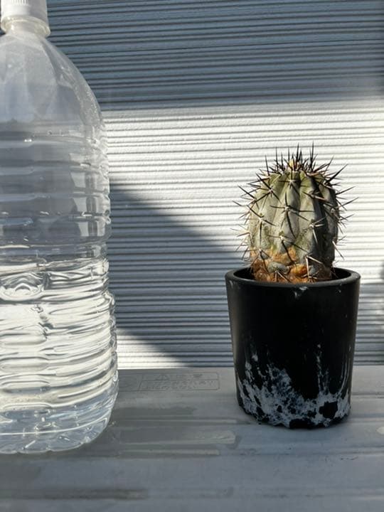 コピアポア　黒王丸