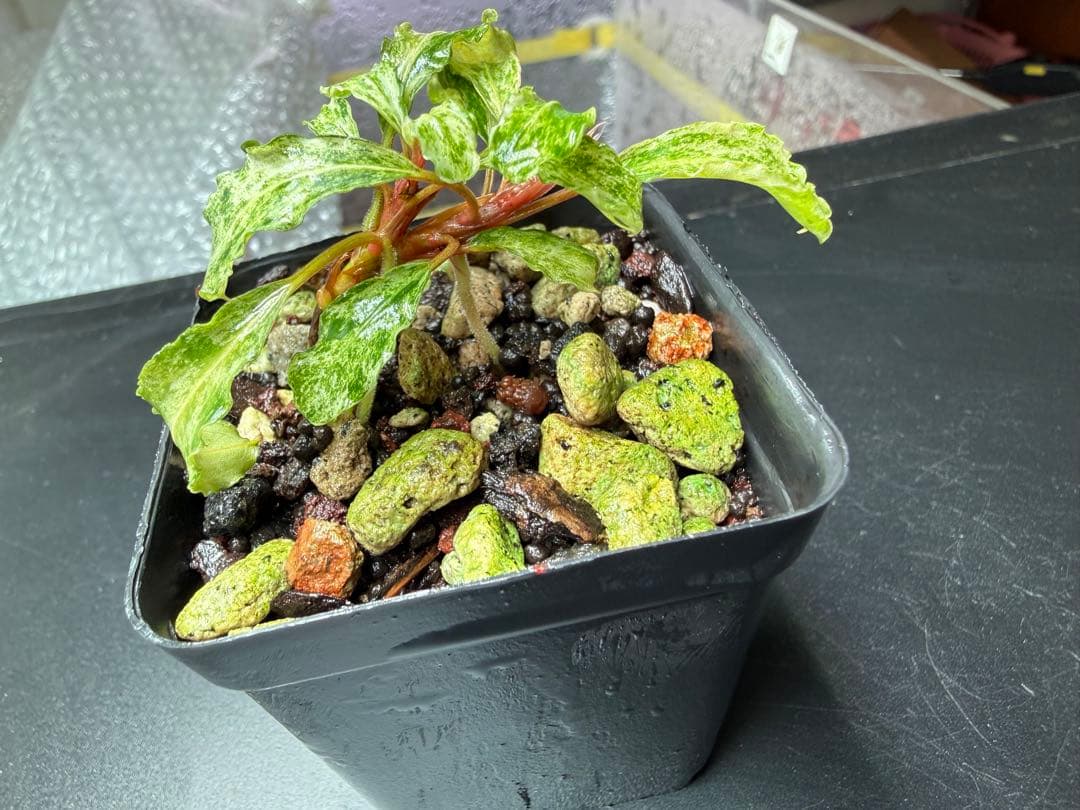 Bucephalandra sp. Variegata Marble 2木