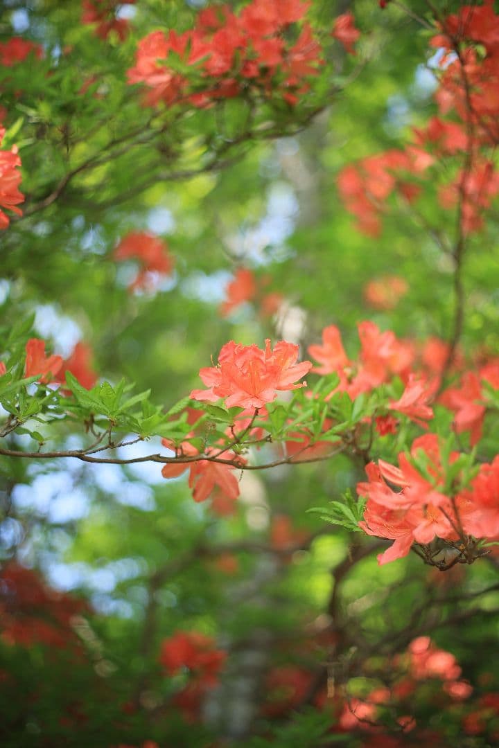 《希少》RICOH XR RIKENON 50mm F1.7 初期型 【良品】