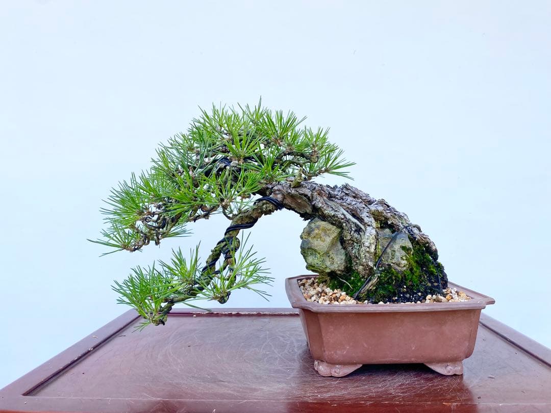 白木盆栽園　古木　石付き　黒松　樹高25センチ　盆栽黒松赤松五葉松真柏観葉植物