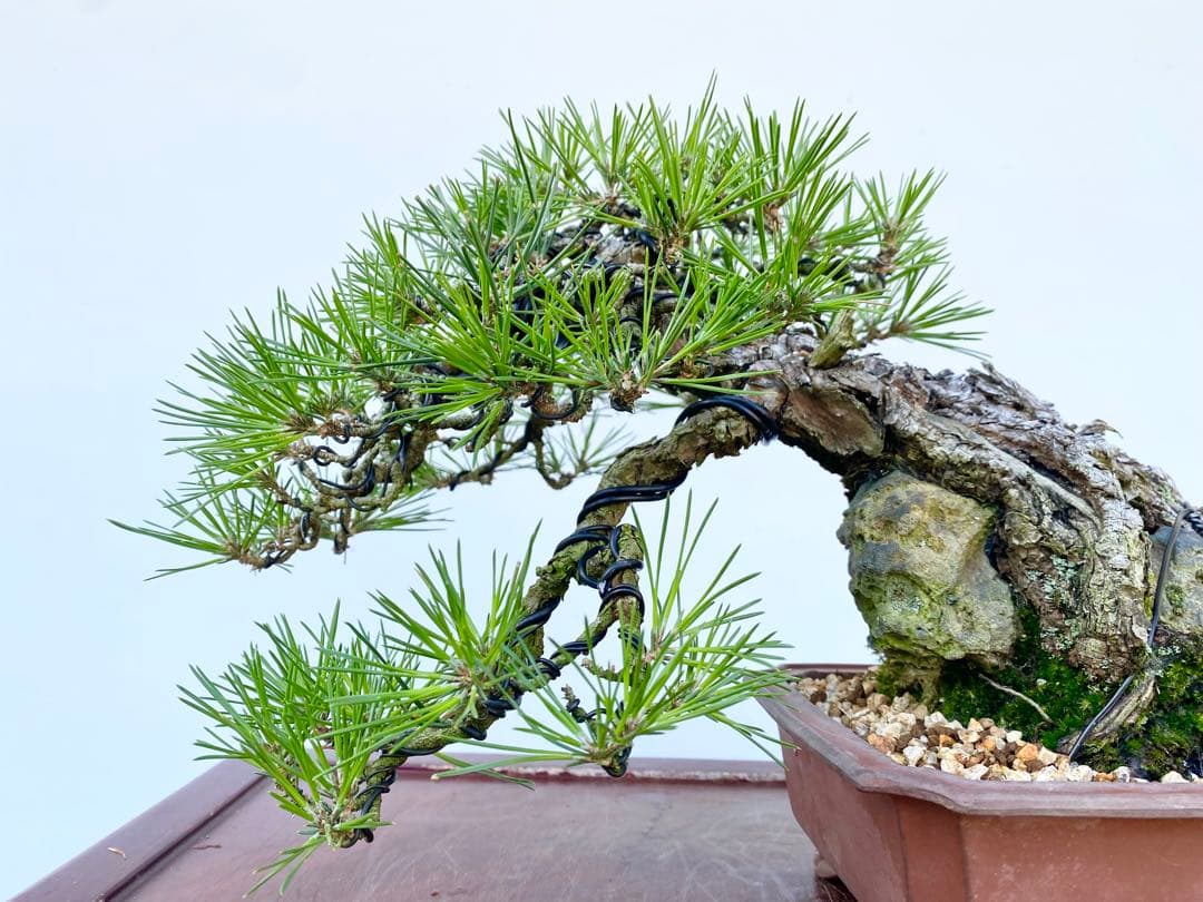 白木盆栽園　古木　石付き　黒松　樹高25センチ　盆栽黒松赤松五葉松真柏観葉植物