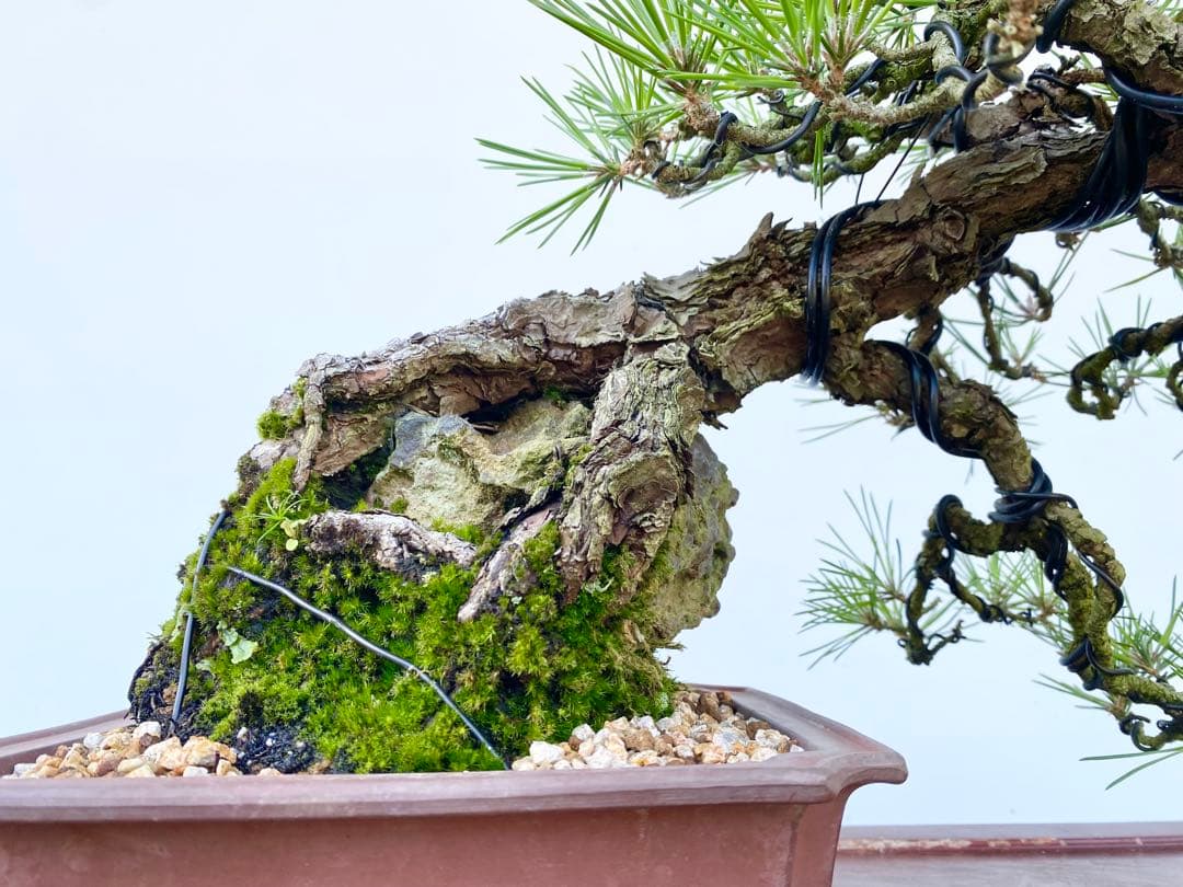 白木盆栽園　古木　石付き　黒松　樹高25センチ　盆栽黒松赤松五葉松真柏観葉植物