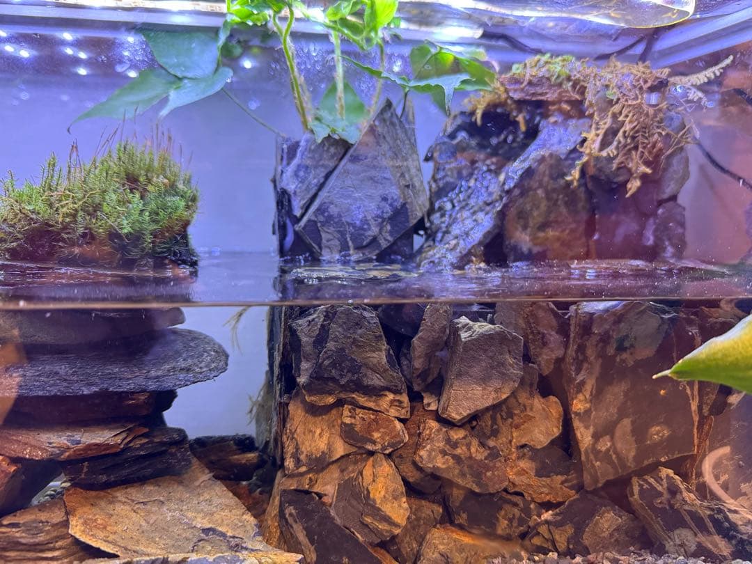 水の流れる滝テラリウム水槽　苔テラリウム