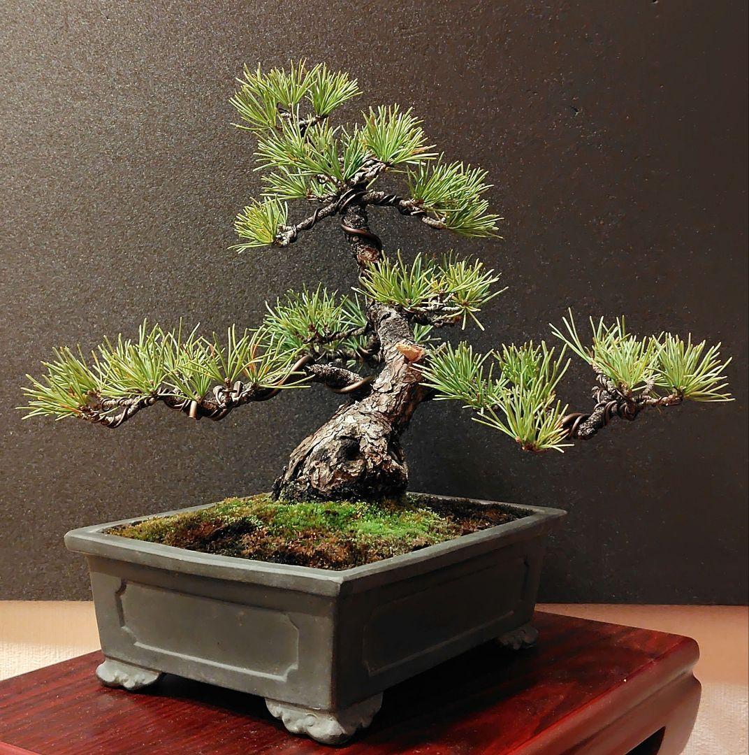 五葉松盆栽！