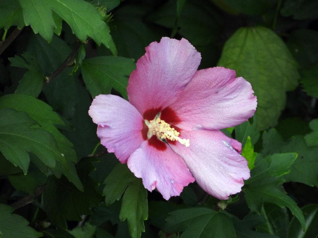 デジタルカメラ Nikon Coolpix P1000 #7554